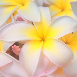 Hawaiian Tropical Candles Scents